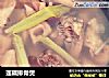 莲藕排骨煲的做法