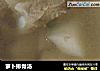 萝卜排骨汤的做法