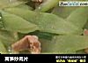 莴笋炒肉片的做法