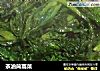 茶油茼蒿菜的做法