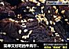 简单又好吃的牛肉干的做法