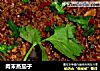 肉末蒸茄子的做法