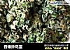 香椿炒鸡蛋的做法