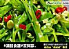 #清肠食谱#凉拌蒜蓉荷兰豆的做法