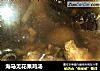 海马无花果鸡汤的做法