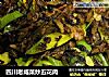 四川老咸菜炒五花肉的做法