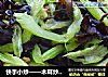 快手小炒——木耳炒芹菜的做法