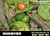 辣辣的爆炒猪肝的做法