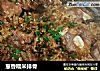 葱香糯米排骨的做法