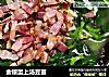 金银蛋上汤豆苗的做法