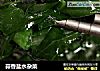 蒜香盐水杂菜的做法