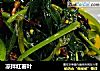 凉拌红薯叶的做法