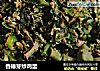 香椿芽炒鸡蛋的做法