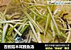 杏鲍菇木耳鳕鱼汤的做法