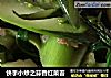 快手小炒之蒜香红菜苔的做法