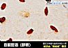 自酿甜酒（醪糟）的做法