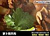 萝卜烧羊肉的做法