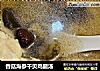 香菇海参干贝鸡腿汤的做法