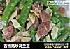 杏鲍菇炒荷兰豆的做法