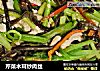 芹菜木耳炒肉丝的做法