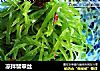 凉拌翡翠丝的做法