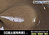 【红菇土豆鸡肉泥】7、8月龄婴儿宝宝辅食的做法