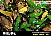 辣椒炒肝心的做法