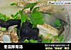冬瓜排骨汤的做法