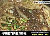 砂鍋五花肉白菜粉絲的做法