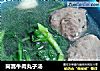 茼蒿牛肉丸子汤的做法