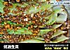 蚝油生菜的做法