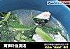 莴笋叶鱼滑汤的做法