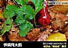 铁锅炖大鹅的做法