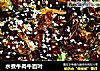 水煮牛肉牛百叶的做法
