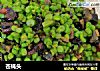 苍蝇头的做法