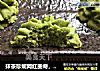 抹茶珍妮网红曲奇，香酥浓郁，入口即化。的做法