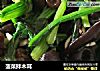 菠菜拌木耳的做法