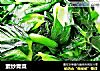 素炒青菜的做法