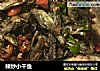 辣炒小干鱼的做法