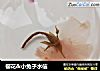 樱花＆小兔子水信的做法