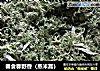 春食春野香（蒸米蒿）的做法