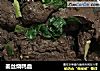 姜丝烧鸭血的做法