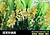 蒜末炒油菜的做法