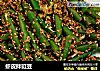 虾皮拌豇豆的做法