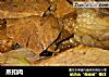 蒸扣肉的做法