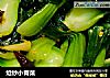 炝炒小青菜的做法