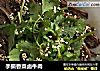 手撕香菜卤牛肉的做法