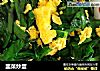 韭菜炒蛋的做法