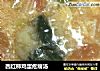 西红柿鸡蛋疙瘩汤的做法