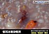 银耳冰糖杂粮粥的做法